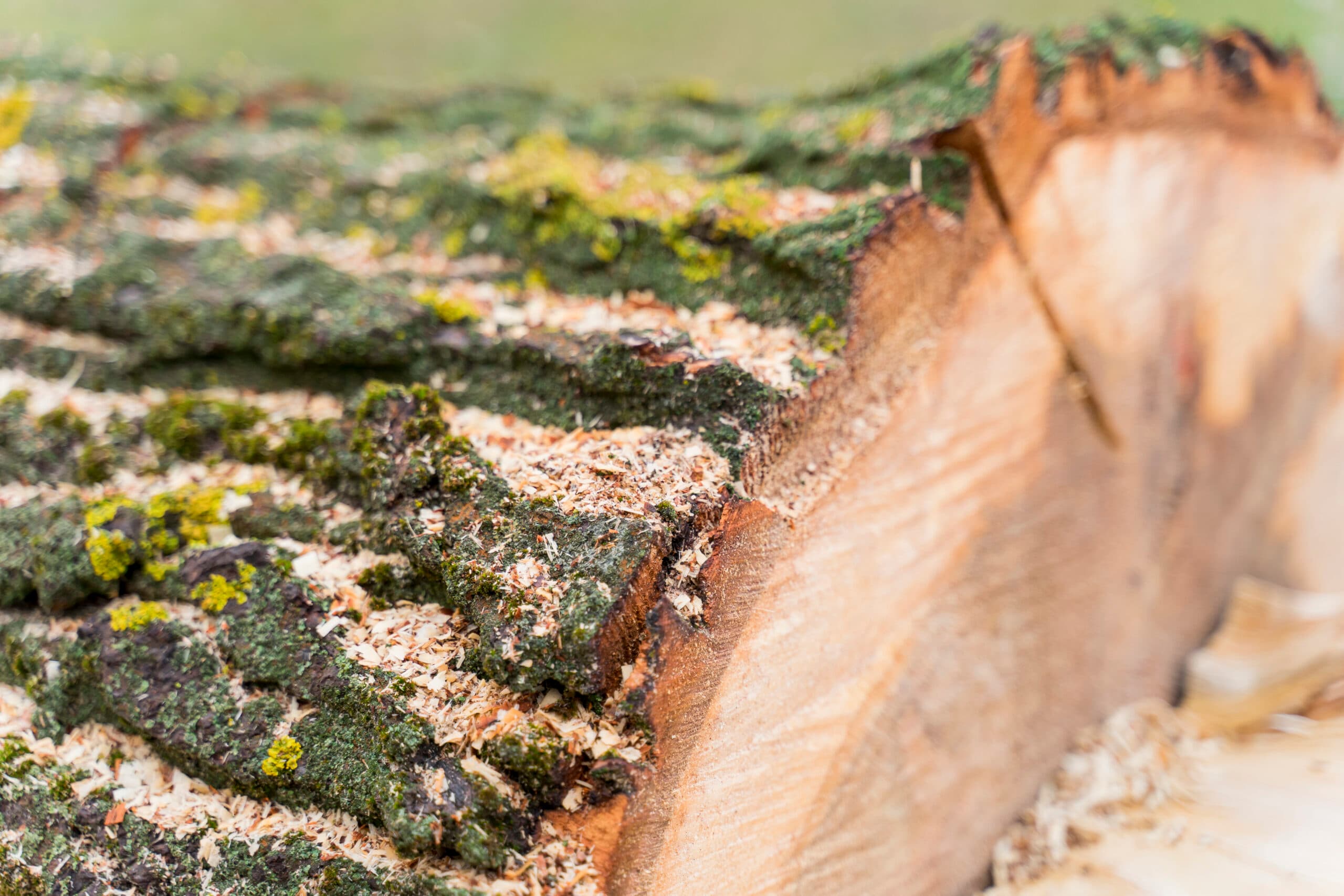 The Benefits of Stump Grinding vs. Stump Removal: Which is Best for Your Yard?
