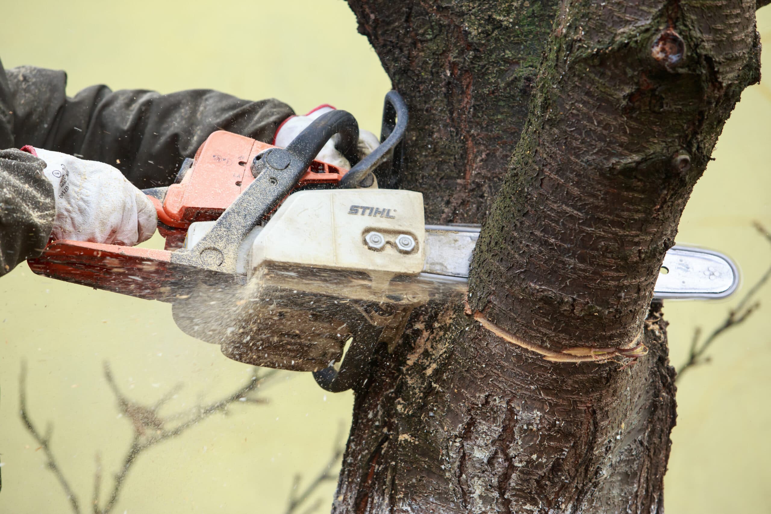 Tree Removal Glen Waverley: Ensuring Safe and Efficient Solutions