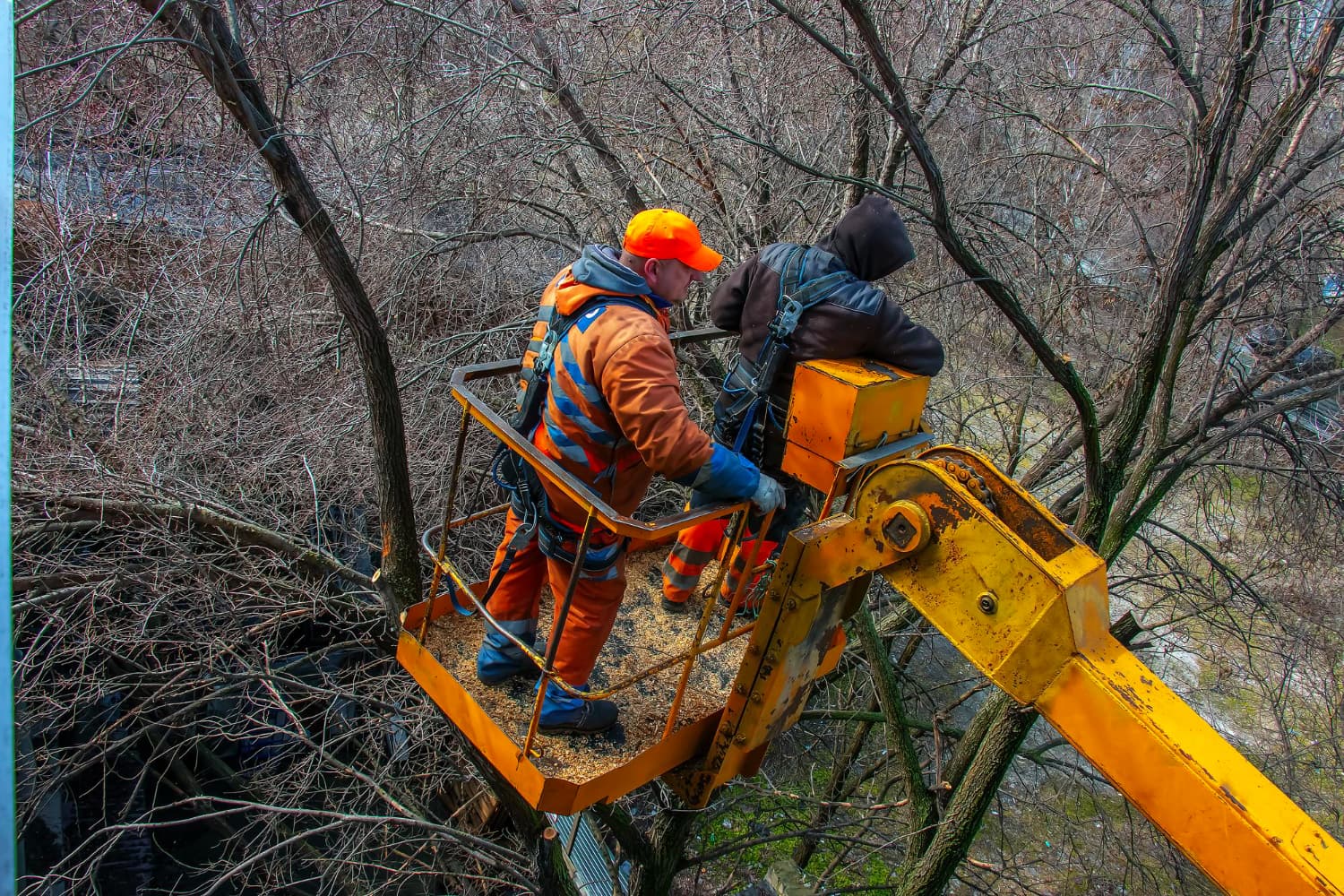 Stump Removal Rowville: The Ultimate Guide to a Clean and Safe Landscape