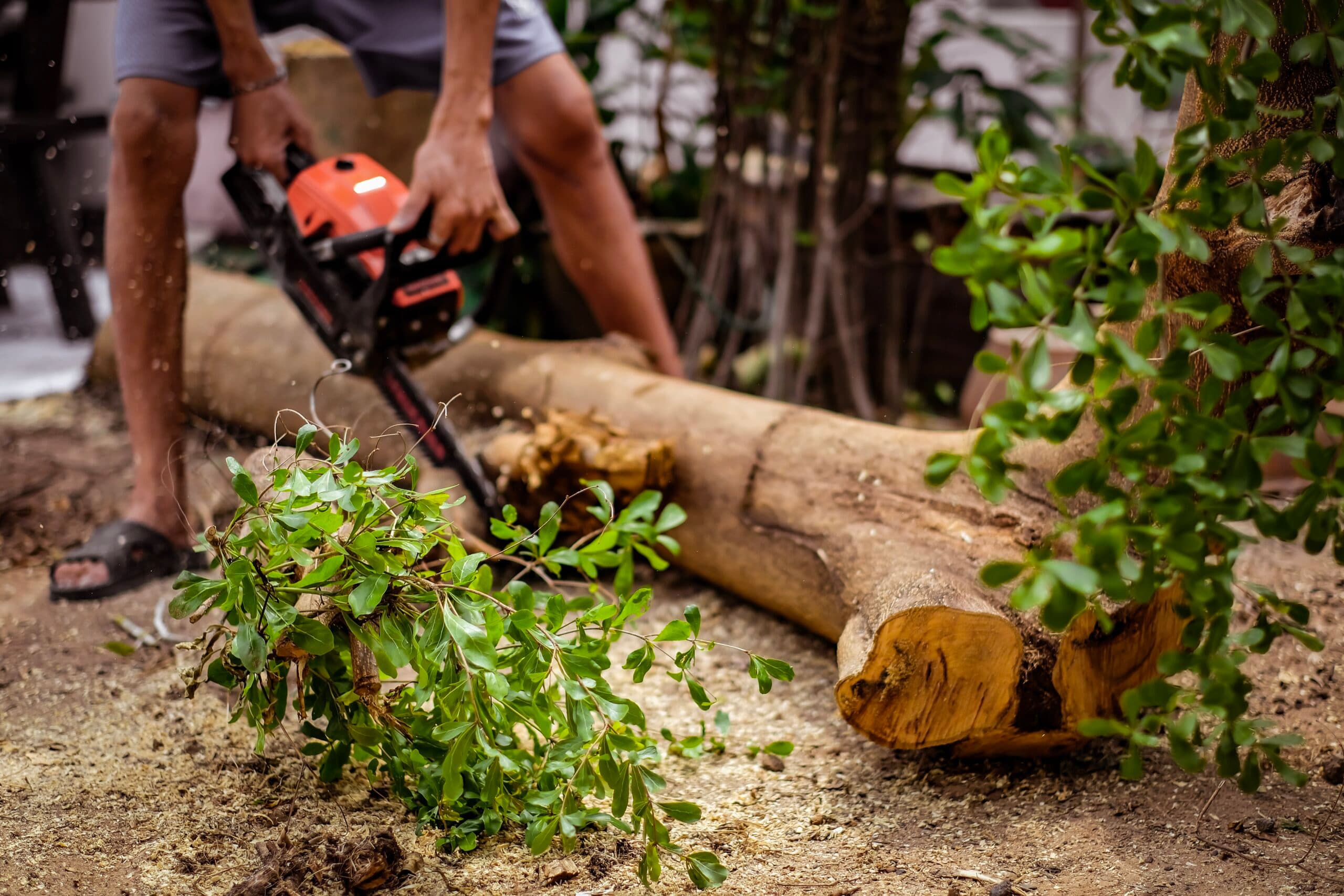 Tree Removal Pakenham: Ensuring Safe and Efficient Tree Management 🌳💪