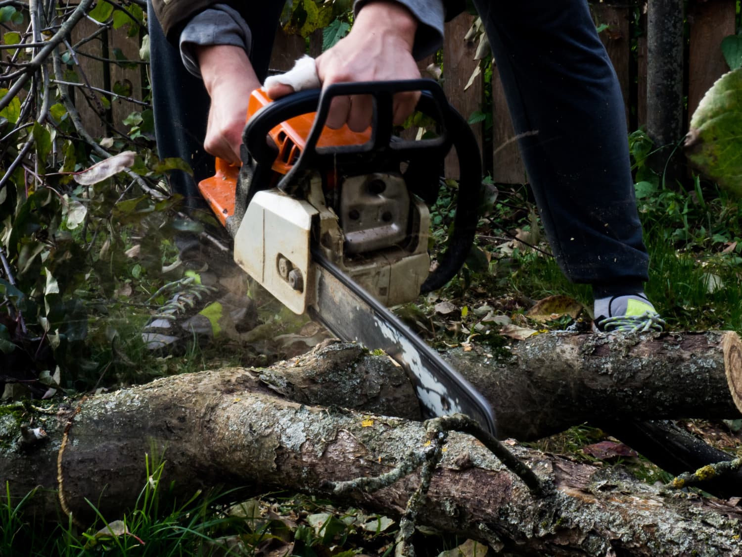 Tree Removal Kingston: Everything You Need to Know