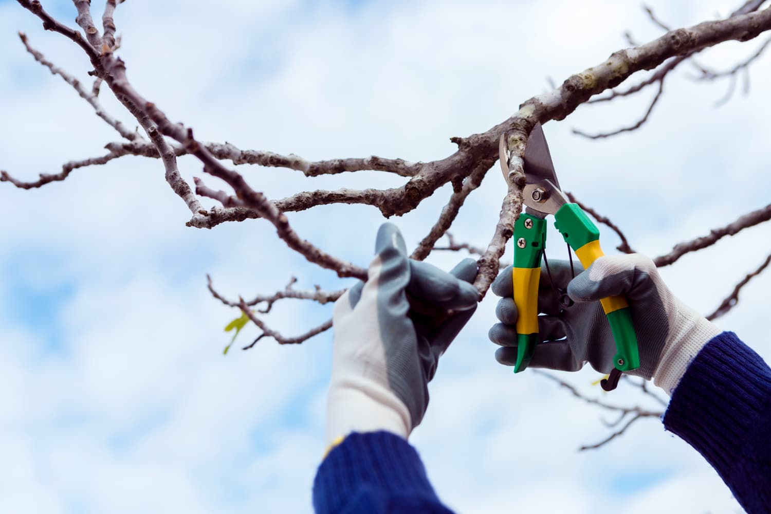 Tree Services in Melbourne: Ensuring a Greener, Safer, and Healthier Environment