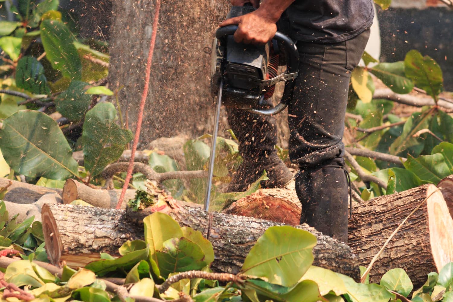 Tree Services Melbourne: Expert Solutions for Healthy and Safe Trees