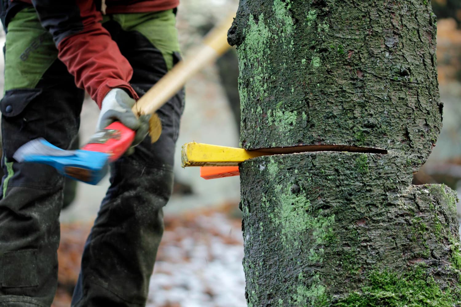 Tree Cutting Services Melbourne: Ensuring Safe and Professional Tree Care