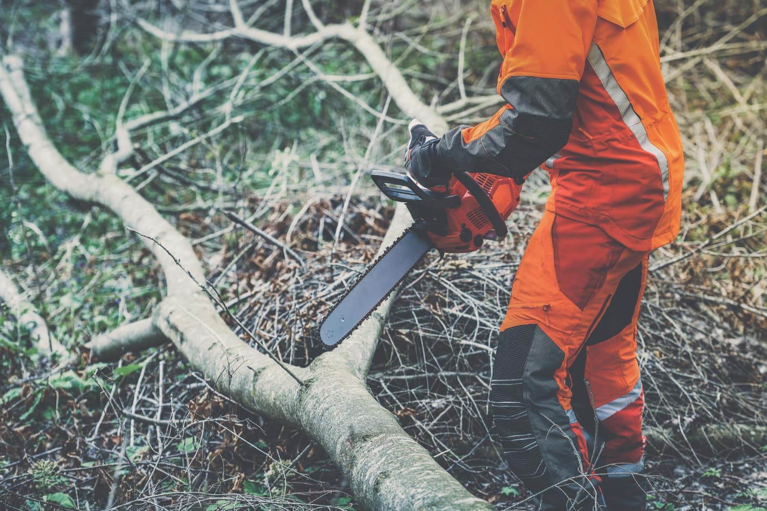 Tree Removal Glen Waverley: Expert Services for a Safe and Beautiful Landscape