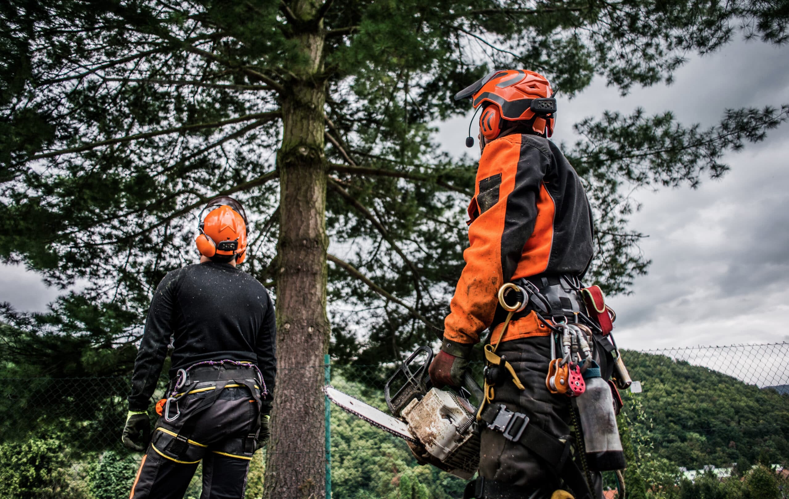 Tree Removal in Frankston: Ensuring Safety and Sustainability for Your Property