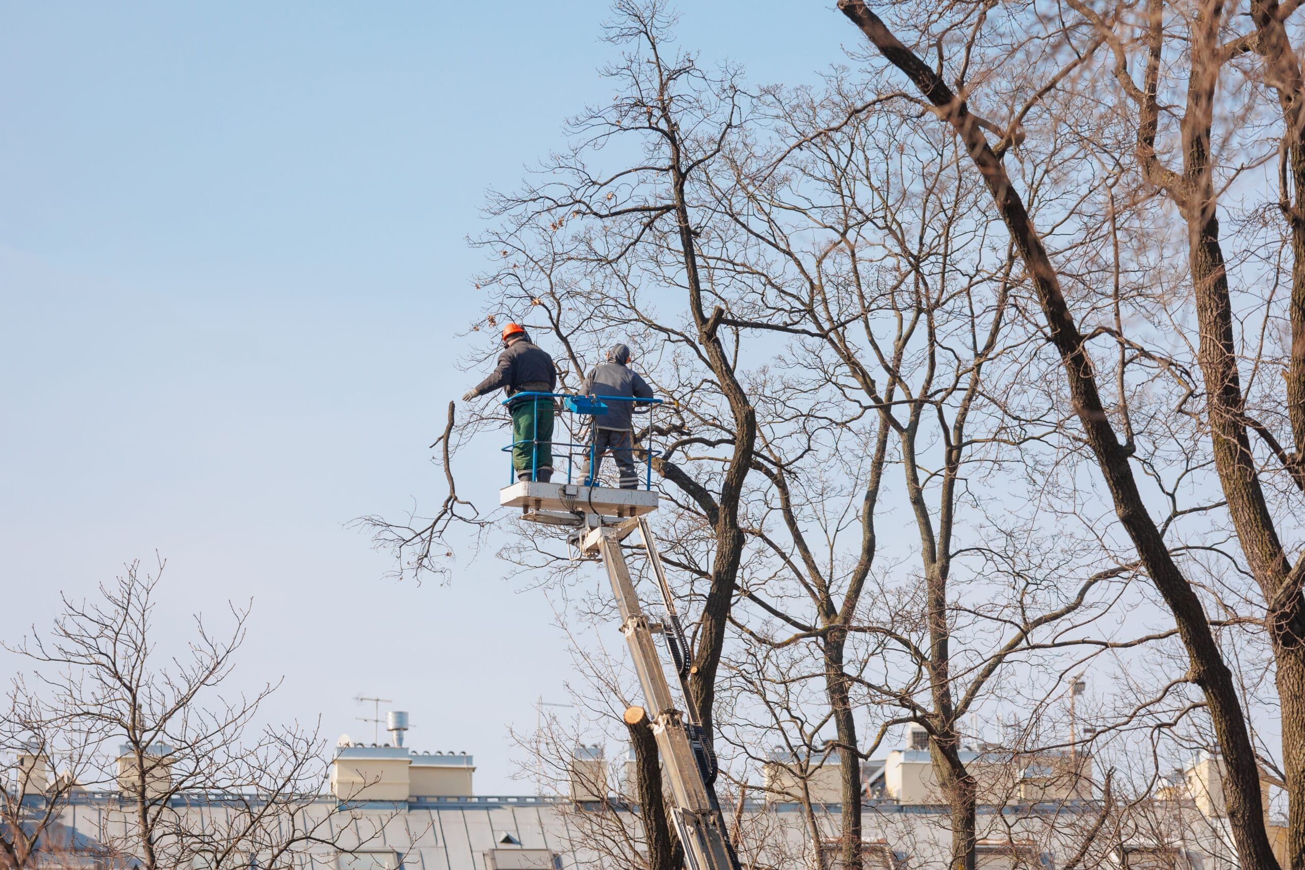 Emergency Tree Removal in Knox: What to Do After a Storm
