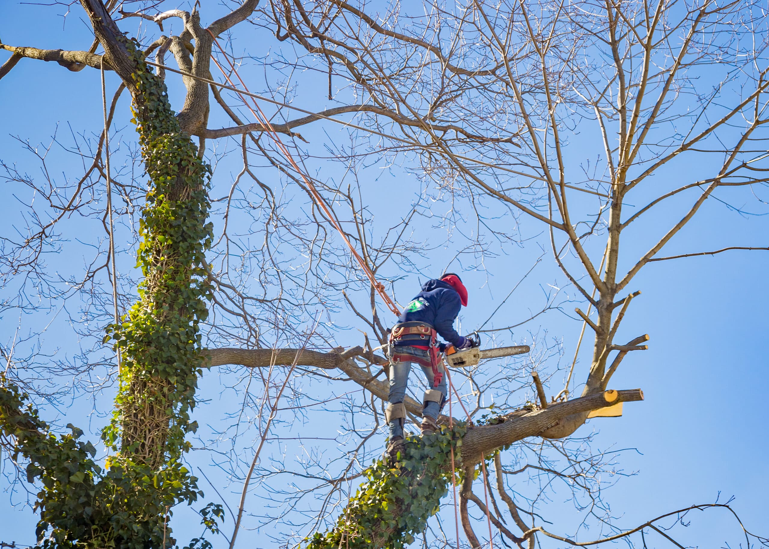Tree Services Melbourne: Your Complete Guide to Professional Tree Care