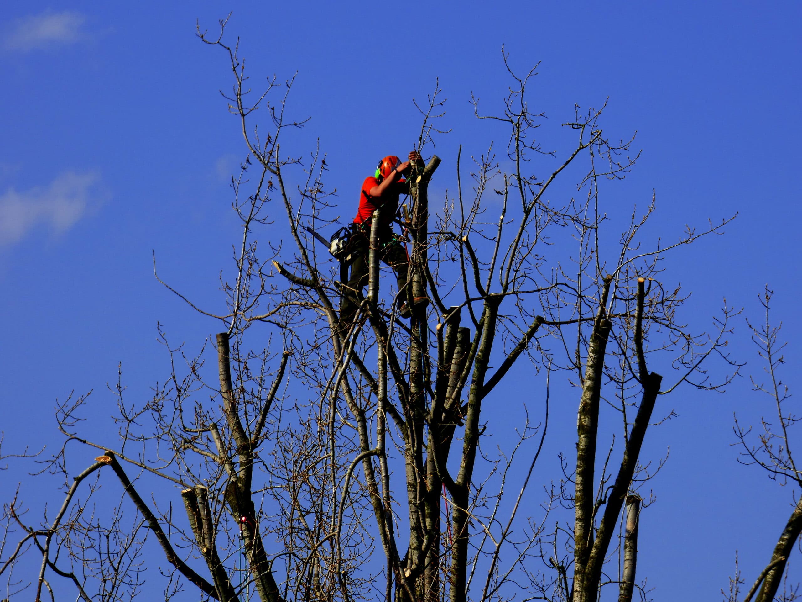 Professional Tree Removal in Lysterfield π³βοΈ