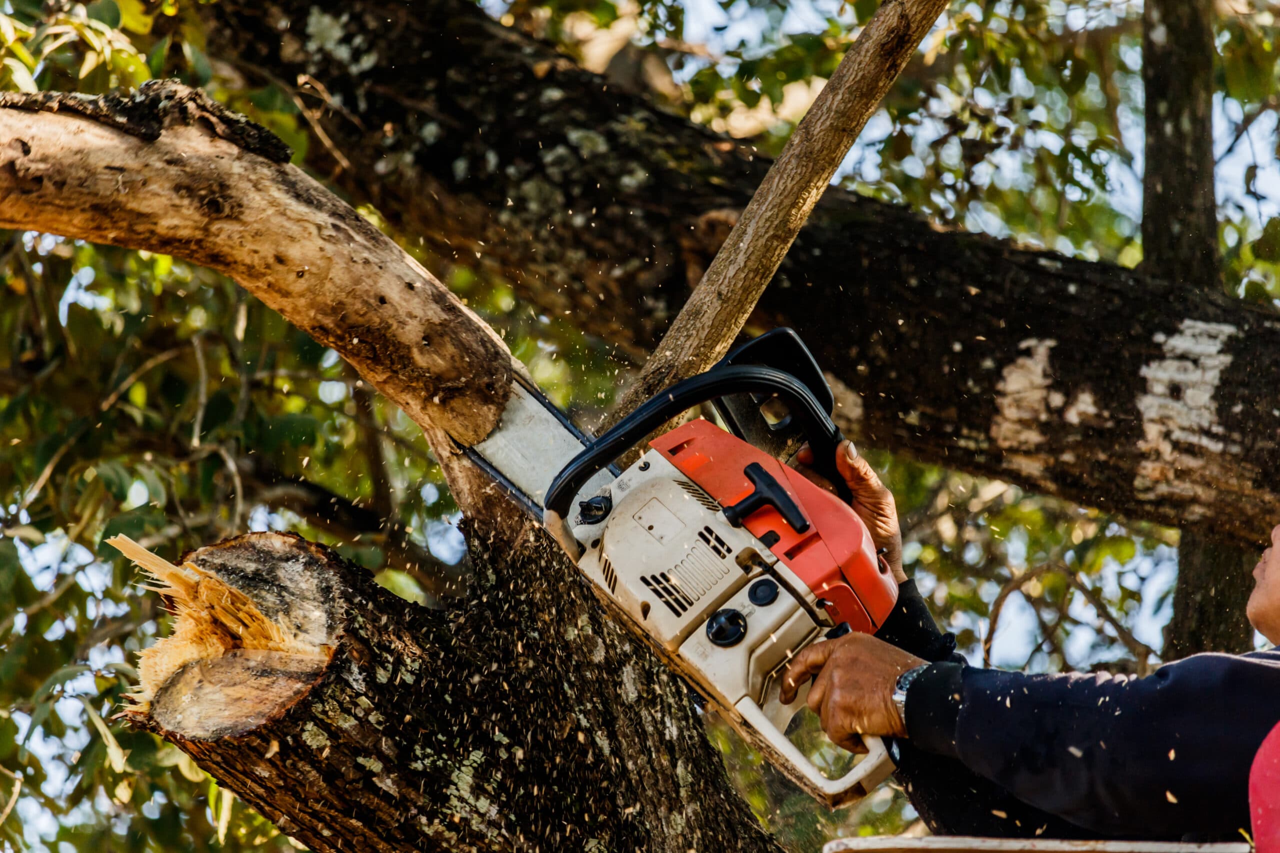 Tree Removal Pakenham: Ensuring Safety and Sustainability