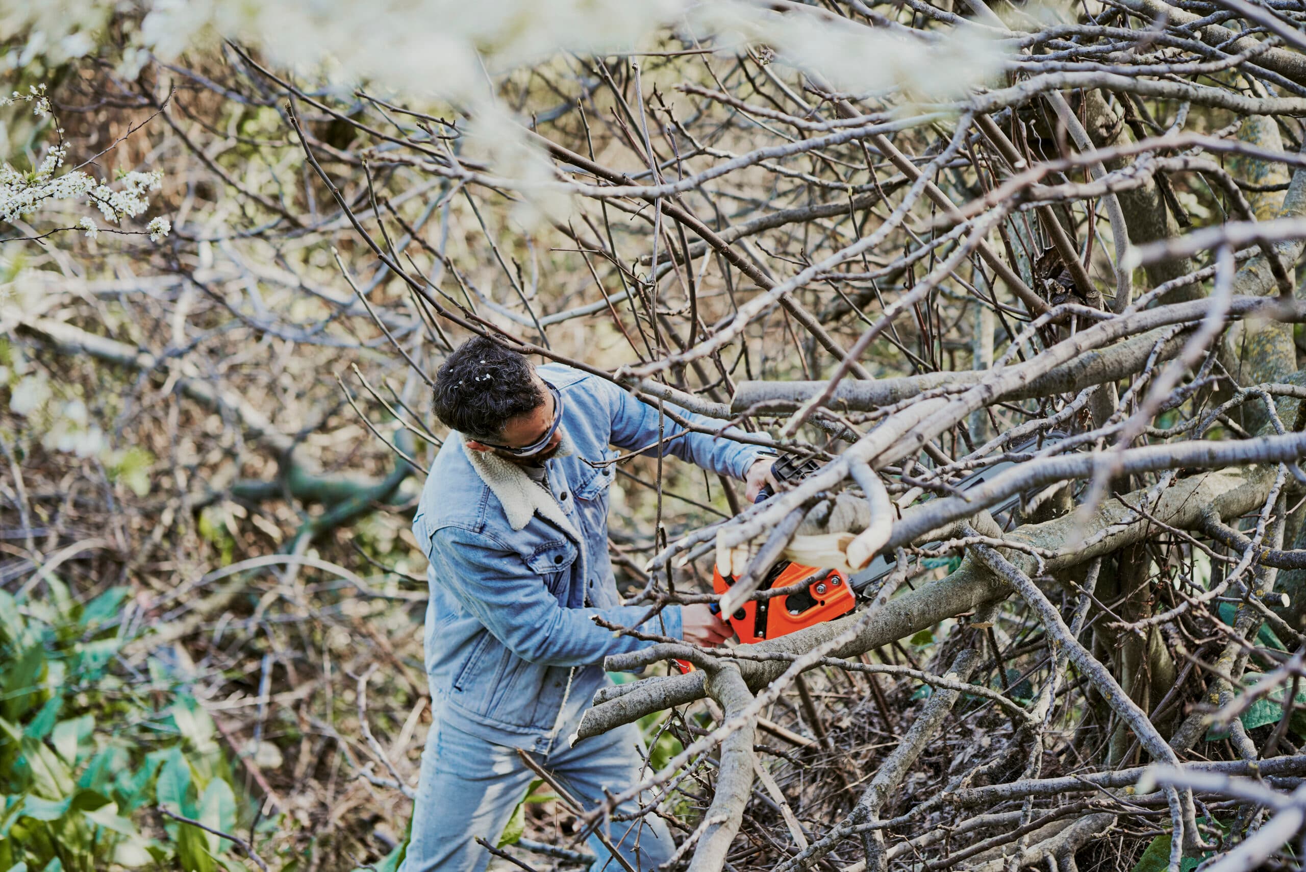 Expert Tree Removal Services in Chadstone