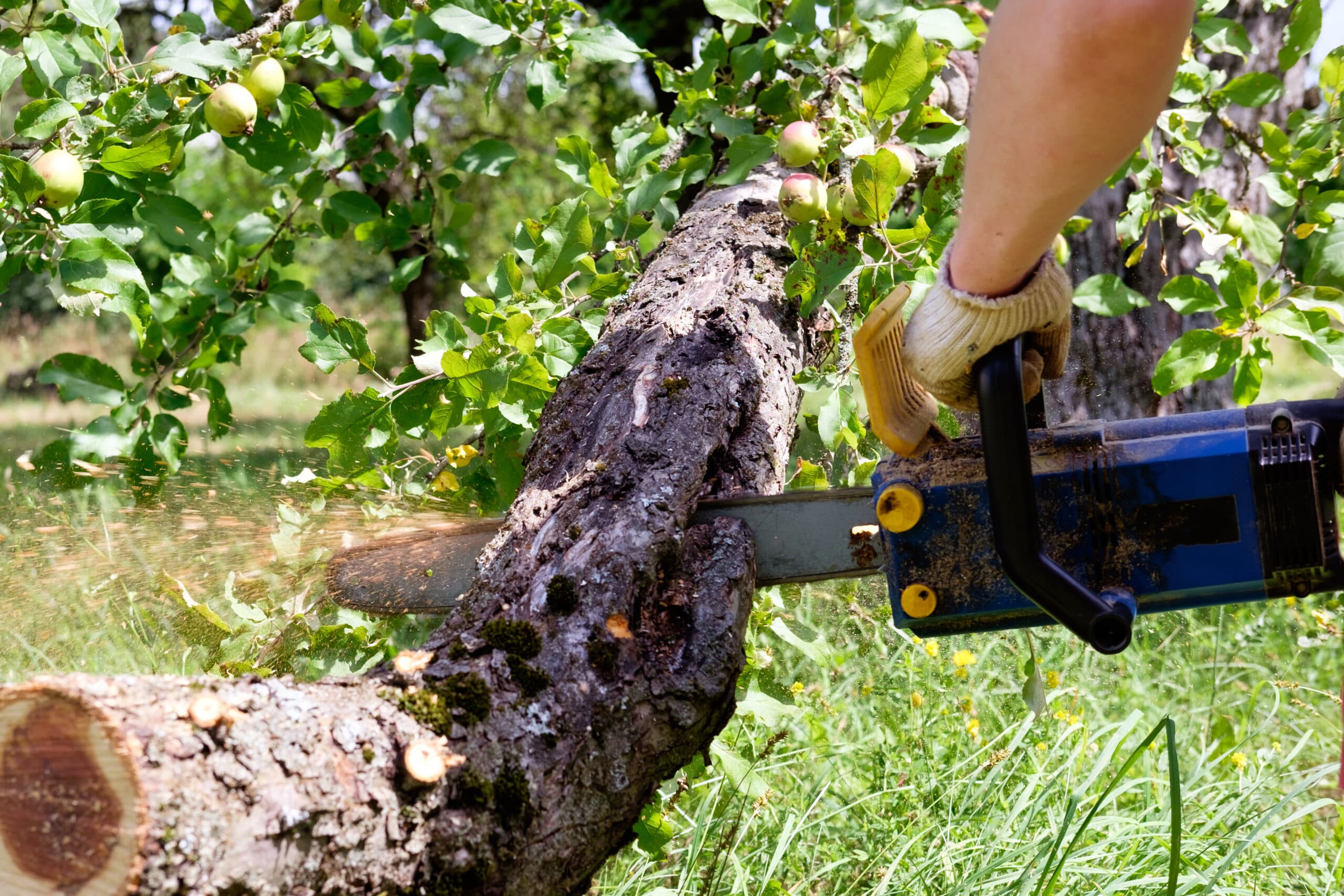 Comprehensive Guide to Stump Removal in Narre Warren