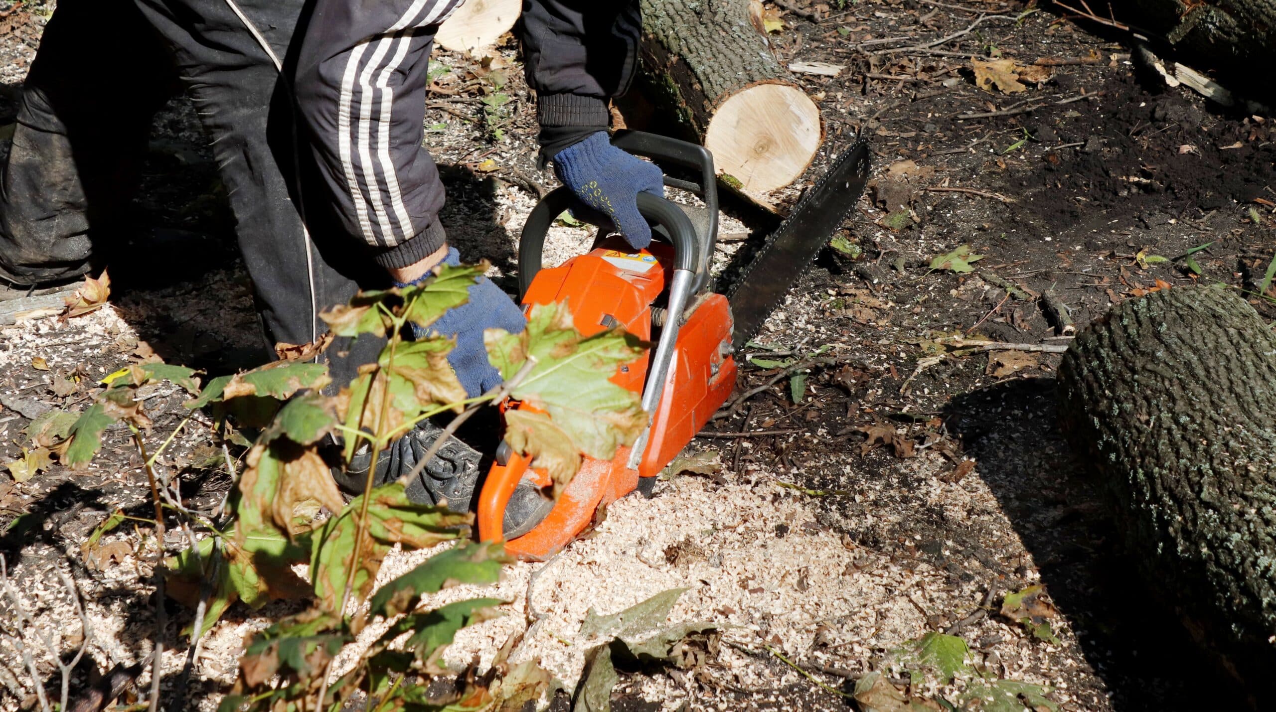 Stump Grinding Melbourne: The Best Solution for a Clean and Safe Landscape